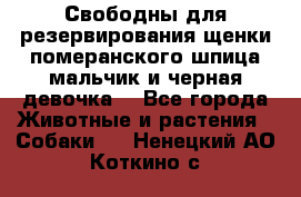 Свободны для резервирования щенки померанского шпица мальчик и черная девочка  - Все города Животные и растения » Собаки   . Ненецкий АО,Коткино с.